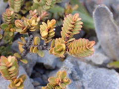 Pimelea traversii traversii