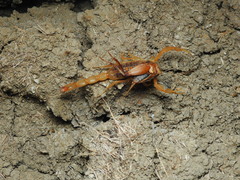 Centruroides vittatus