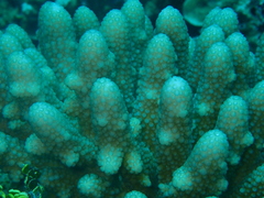 Acropora globiceps