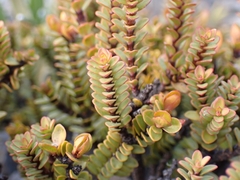 Pimelea traversii traversii