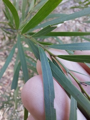 Acacia prominens
