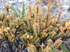 Pimelea traversii traversii