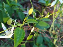 Clematis pubescens