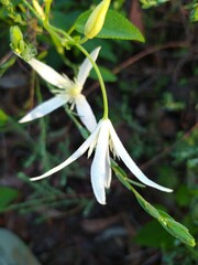 Clematis pubescens