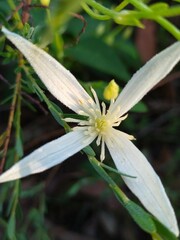 Clematis pubescens