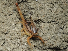 Centruroides vittatus