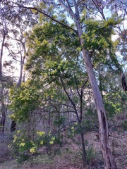 Acacia prominens