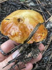 Suillus kaibabensis
