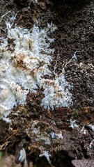 Hydnocristella himantia