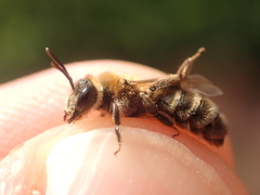 Andrena fuscipes