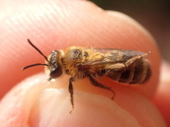 Andrena fuscipes