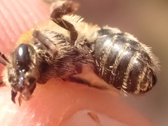 Andrena fuscipes