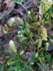 Grevillea synapheae