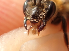 Andrena fuscipes