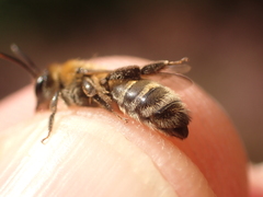 Andrena fuscipes