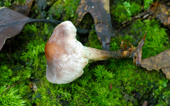 Trichoderma avellaneum