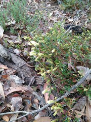Grevillea synapheae