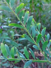 Acacia prominens