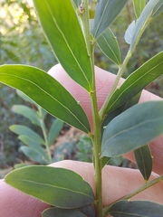 Acacia prominens