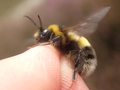 Bombus magnus
