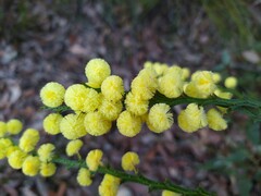 Acacia alata
