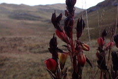Gentianella montesinosii