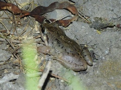 Leptodactylus fragilis