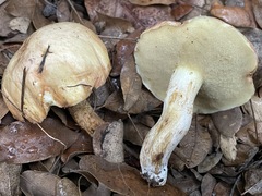 Suillus kaibabensis