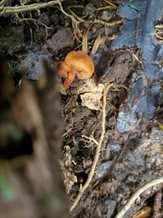 Macrocystidia reducta