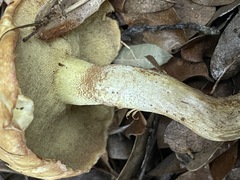 Suillus kaibabensis