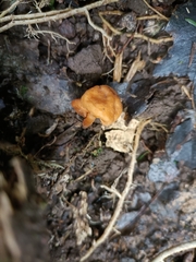 Macrocystidia reducta