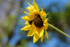 Copestylum violaceum