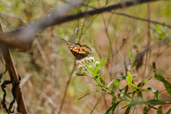 Vanessa virginiensis