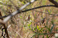 Vanessa virginiensis