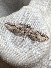 Eupithecia phoeniceata