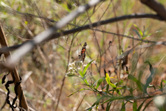 Vanessa virginiensis