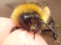 Bombus magnus