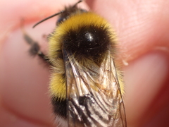 Bombus magnus