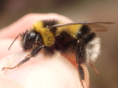 Bombus magnus
