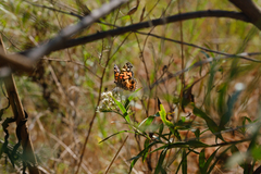 Vanessa virginiensis