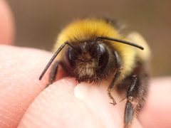 Bombus magnus