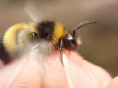 Bombus magnus