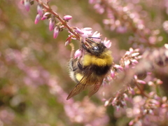 Bombus magnus