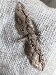 Eupithecia phoeniceata