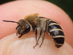 Colletes succinctus