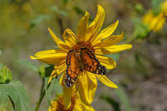 Vanessa virginiensis