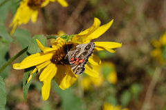 Vanessa virginiensis