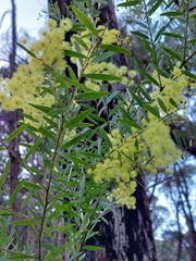 Acacia prominens