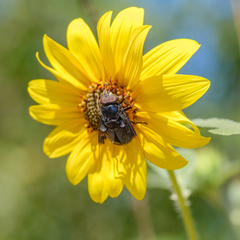 Copestylum violaceum