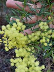 Acacia prominens